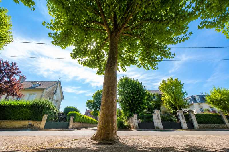Arbre d'alignement et câbles aériens au-dessus d'une chaussée, emplacement dégagé au pied de l'arbre